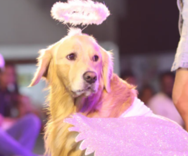 Pet Fed Bengaluru 2026