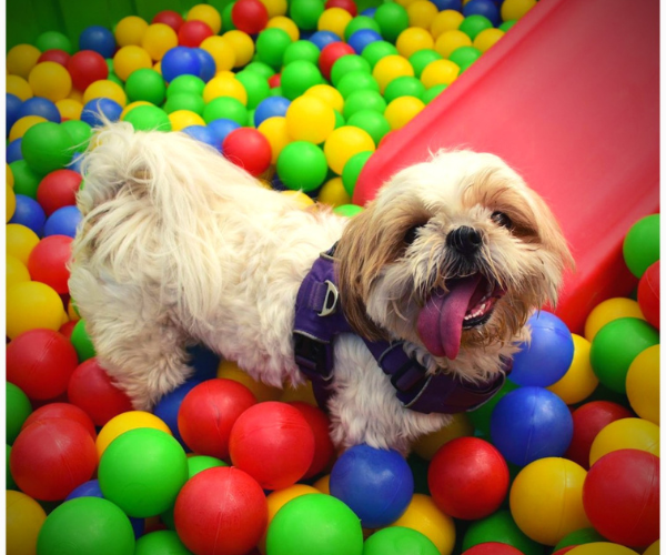Pet Fed Summer Camp : Delhi Edition 2025