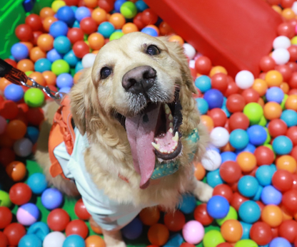 Pet Fed Pune 2025