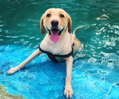 Gurgaon Pupper Pool Party 2026