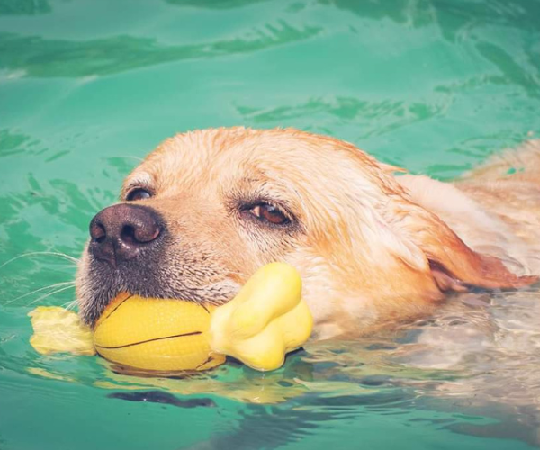 Gurgaon Pupper Pool Party 2026