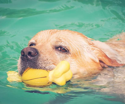 Gurgaon Pupper Pool Party 2026