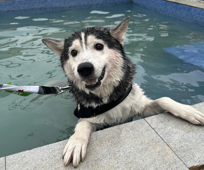 Gurgaon Pupper Pool Party 2026