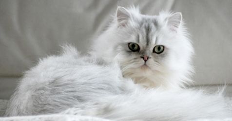 8 Most Prominent Cat Breeds in India