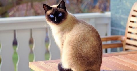 8 Most Prominent Cat Breeds in India