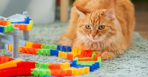 unique cat toys